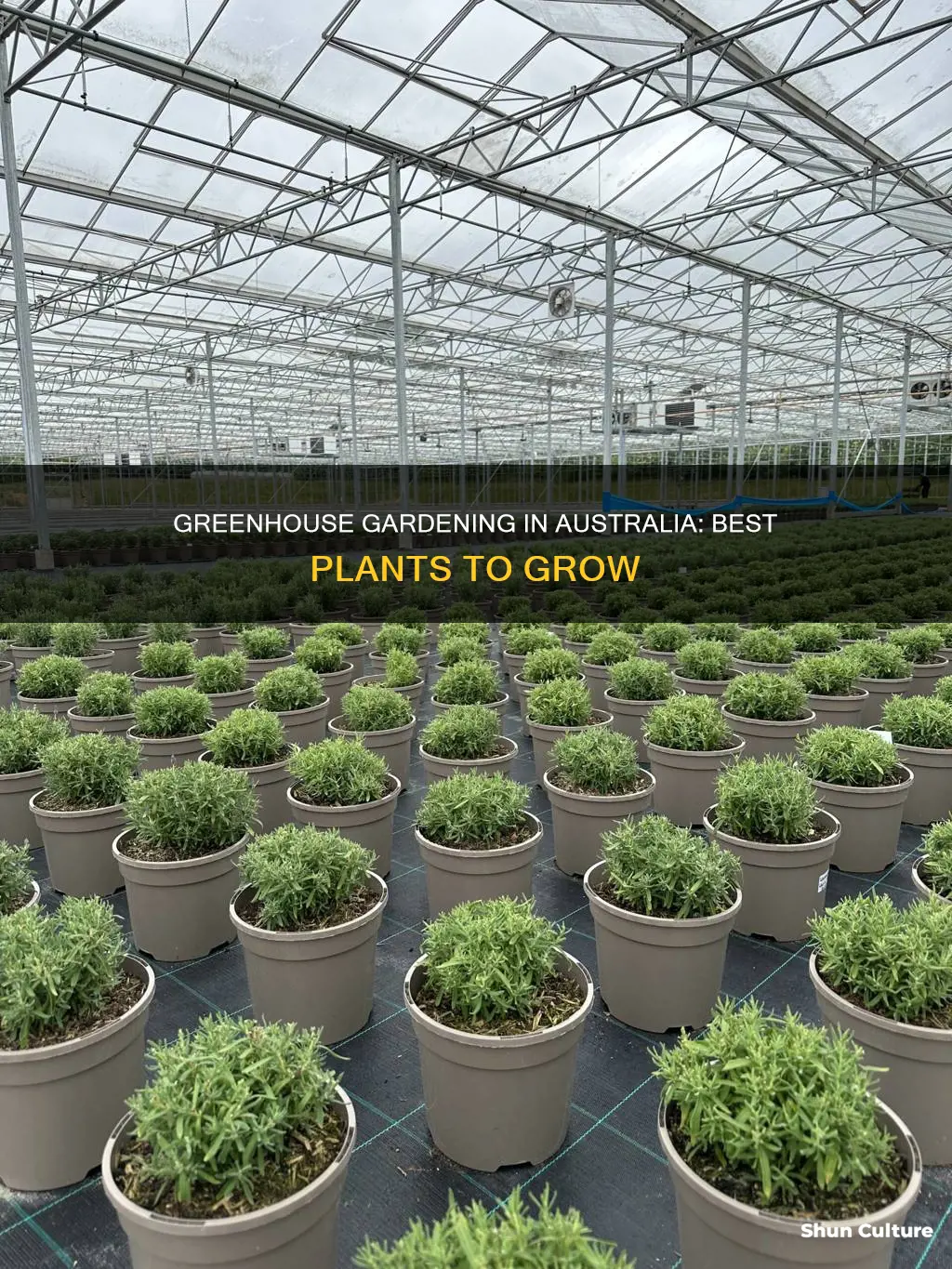 what to grow in a greenhouse australia