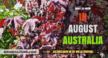 Late Summer Gardening: Best Plants to Grow in August, Australia