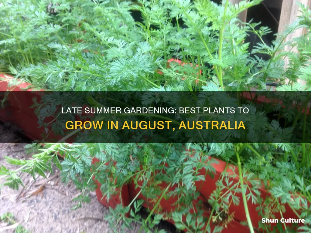 what to grow in august australia