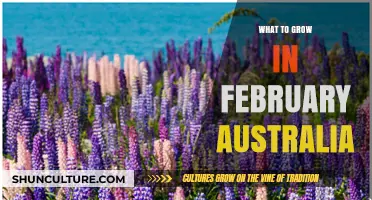 Australian Gardening: February Planting Ideas