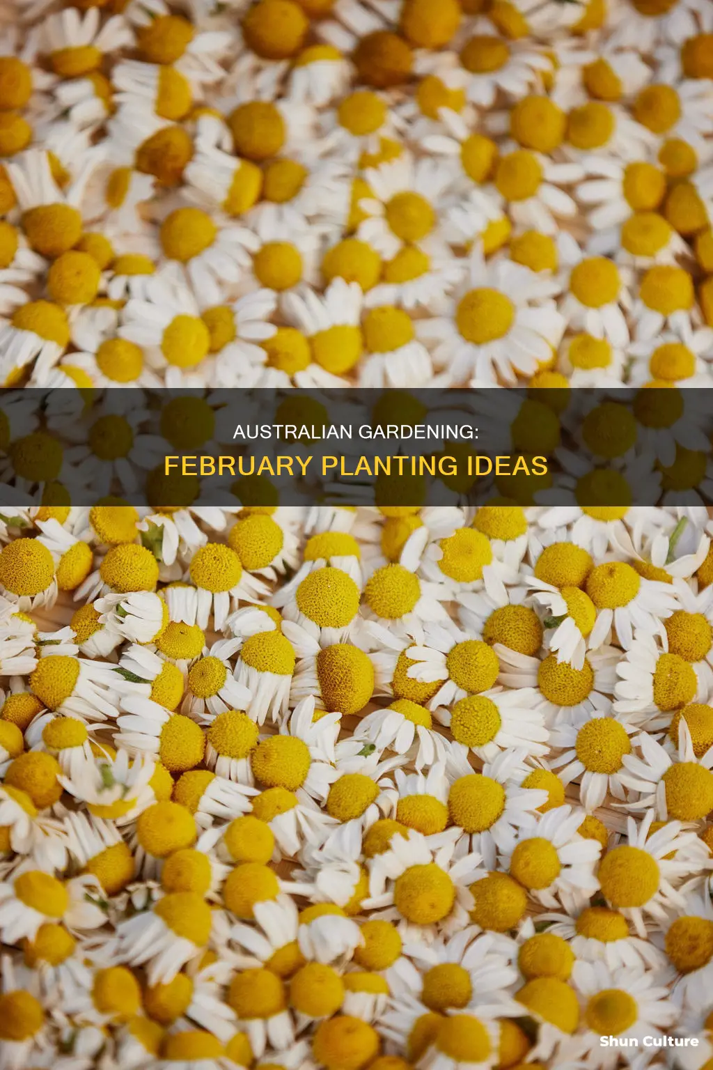 what to grow in February australia