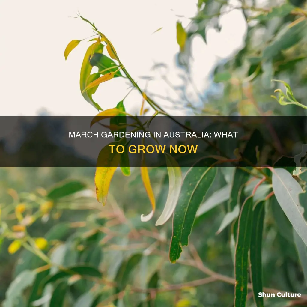 what to grow in march australia