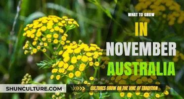 November Gardening: Best Plants to Grow in Australia