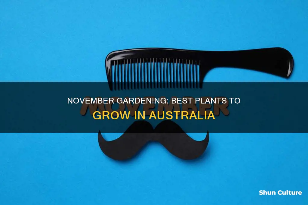 what to grow in november australia