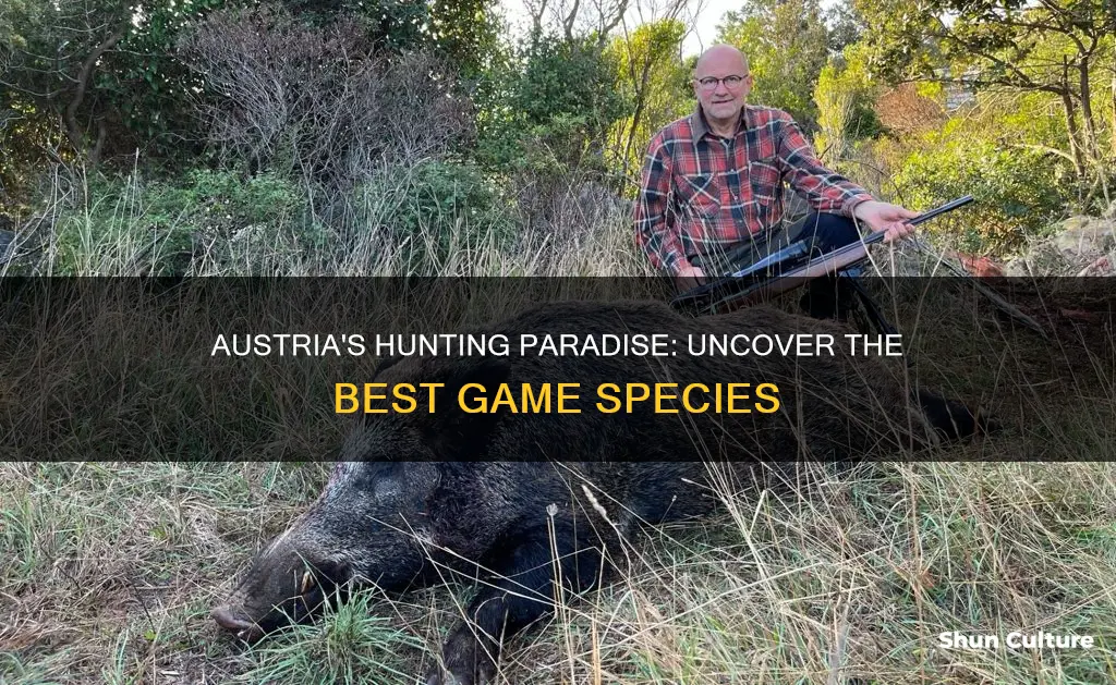 what to hunt in austria