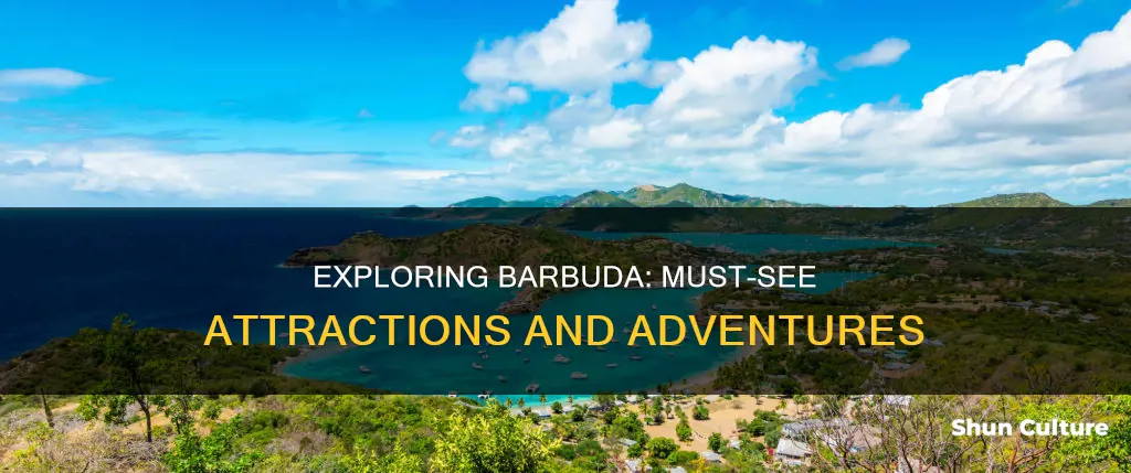 what to see in barbuda