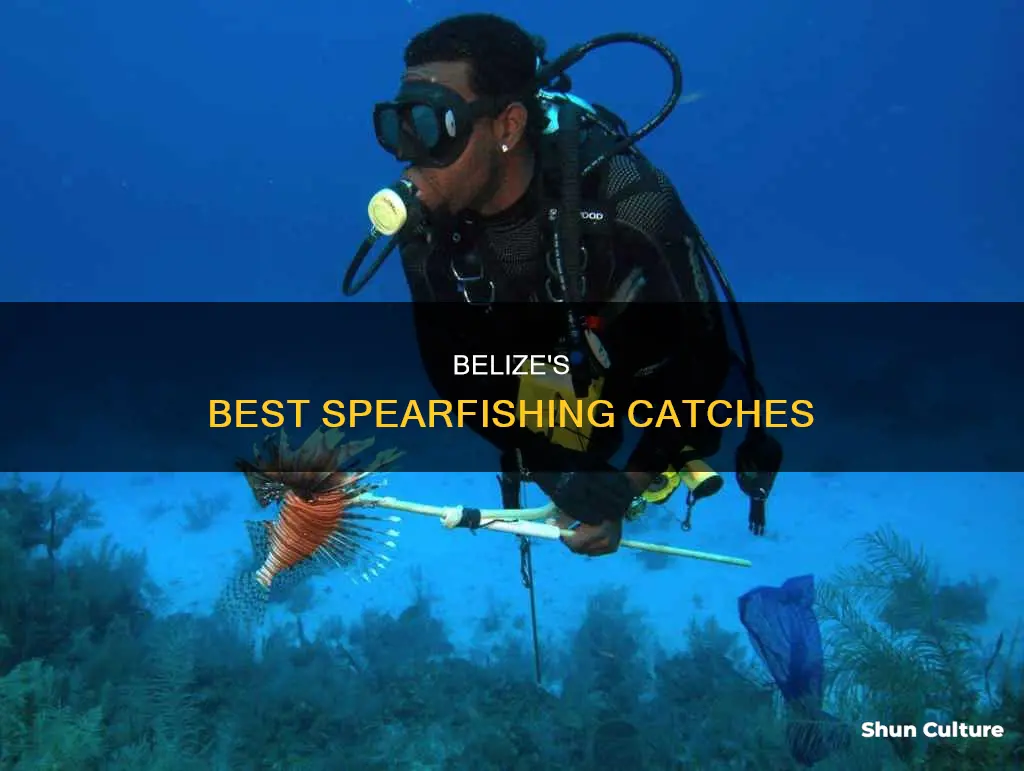 what to spearfish in belize