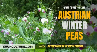 Planting Austrian Winter Peas: Essential Tools and Materials