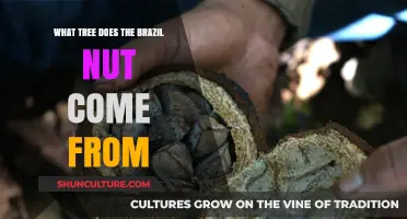 Discovering the Majestic Tree Behind Brazil Nuts: A Tropical Origin Story