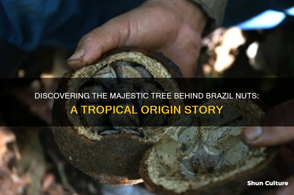 what tree does the brazil nut come from