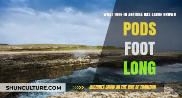 Discover Antigua's Majestic Tree with Foot-Long Brown Pods