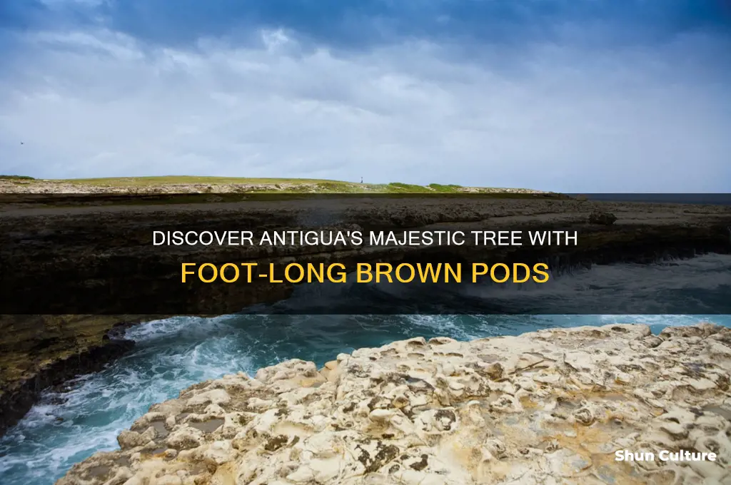 what tree in antigua has large brown pods foot long