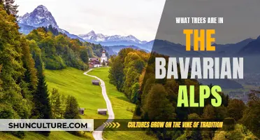 Exploring Bavaria's Alpine Trees: A Nature Lover's Guide