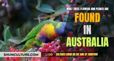 Australian Flora: Trees, Flowers, and Plants Guide