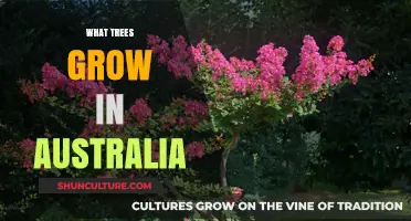 Australian Trees: A Guide to Native Species