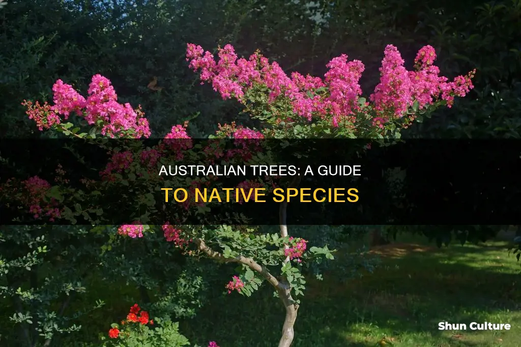 what trees grow in australia
