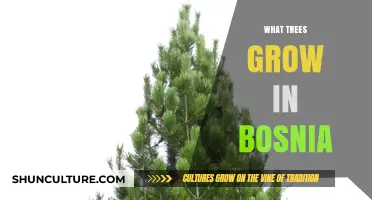 Discover Bosnia's Diverse Forests: Native Trees and Their Unique Characteristics