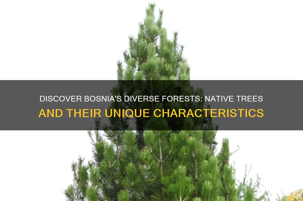 what trees grow in bosnia