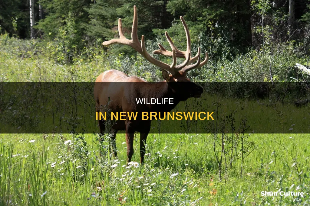 what type of animals live in new brunswick