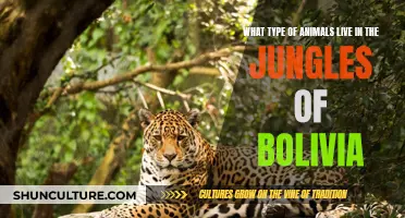 Exploring Bolivia's Jungles: A Haven for Diverse Wildlife