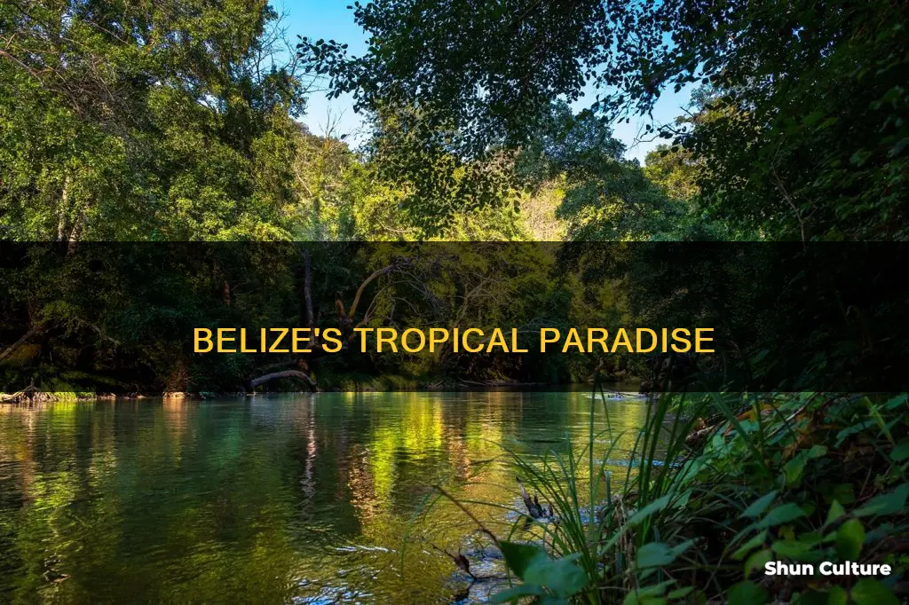 what type of biome is belize