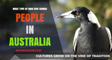 Australian Bird Dive-Bombing: Who's the Culprit?