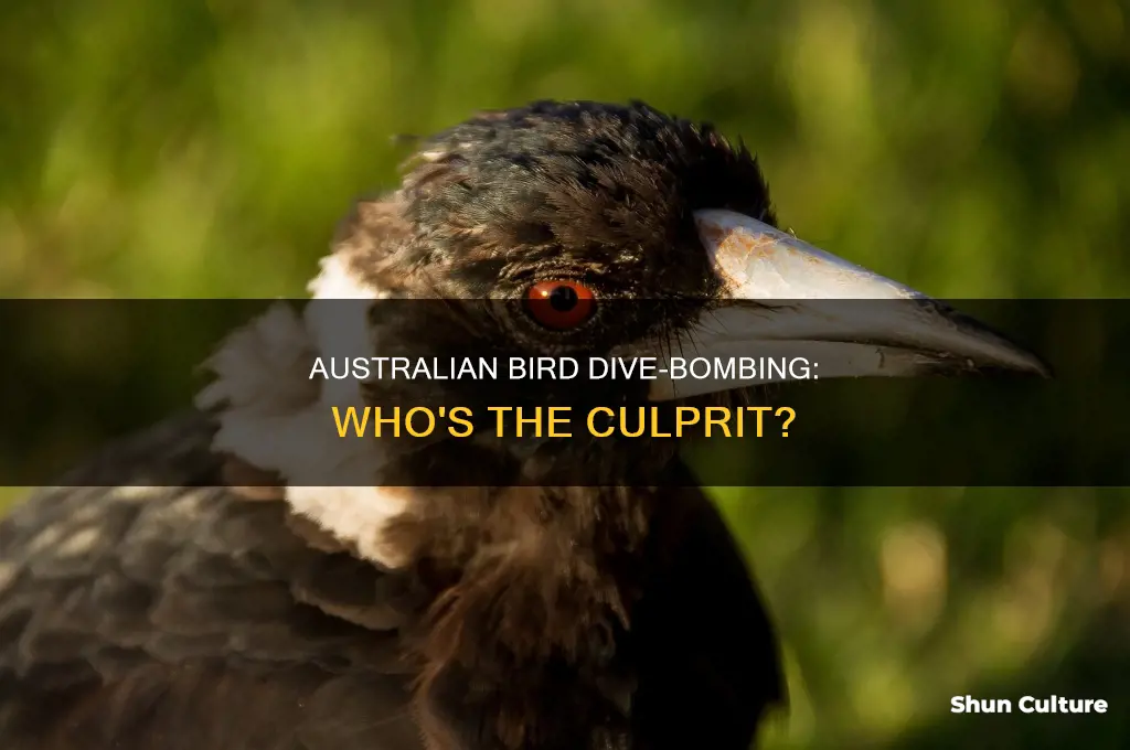 what type of bird dive bombs people in australia