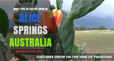 Explore the Cactus Varieties in Alice Springs, Australia