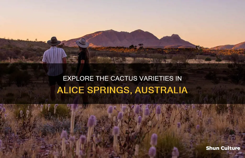 what type of cactus grow in alice springs australia