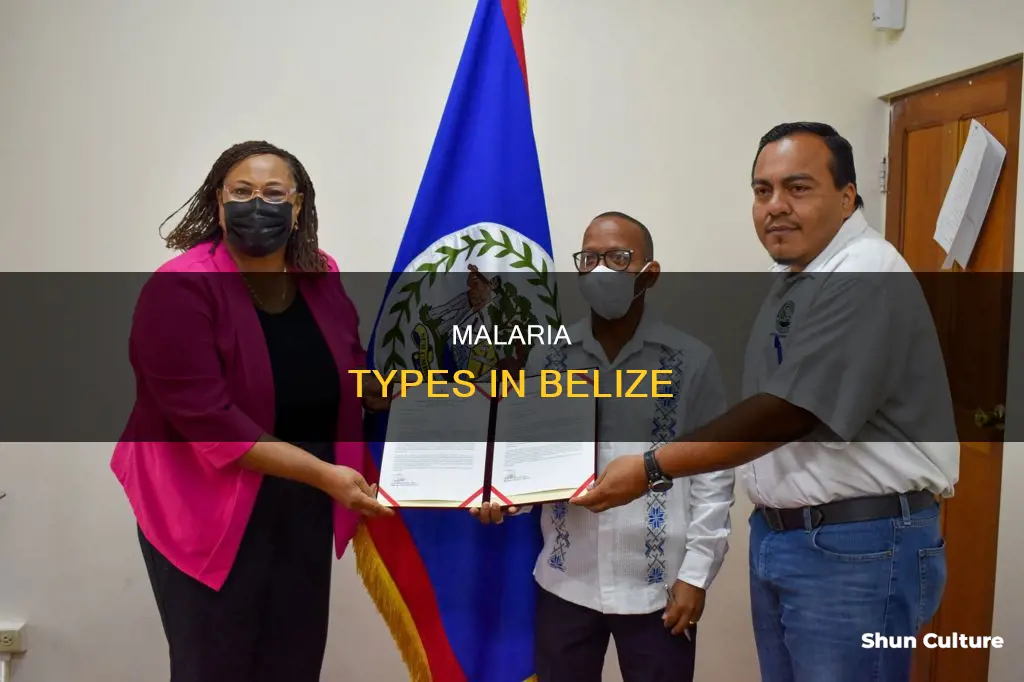 what type of malaria in belize