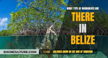 Belize's Mangrove Diversity