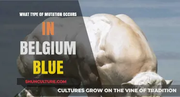 Unveiling the Genetic Mystery: What Type of Mutation Occurs in Belgian Blue?
