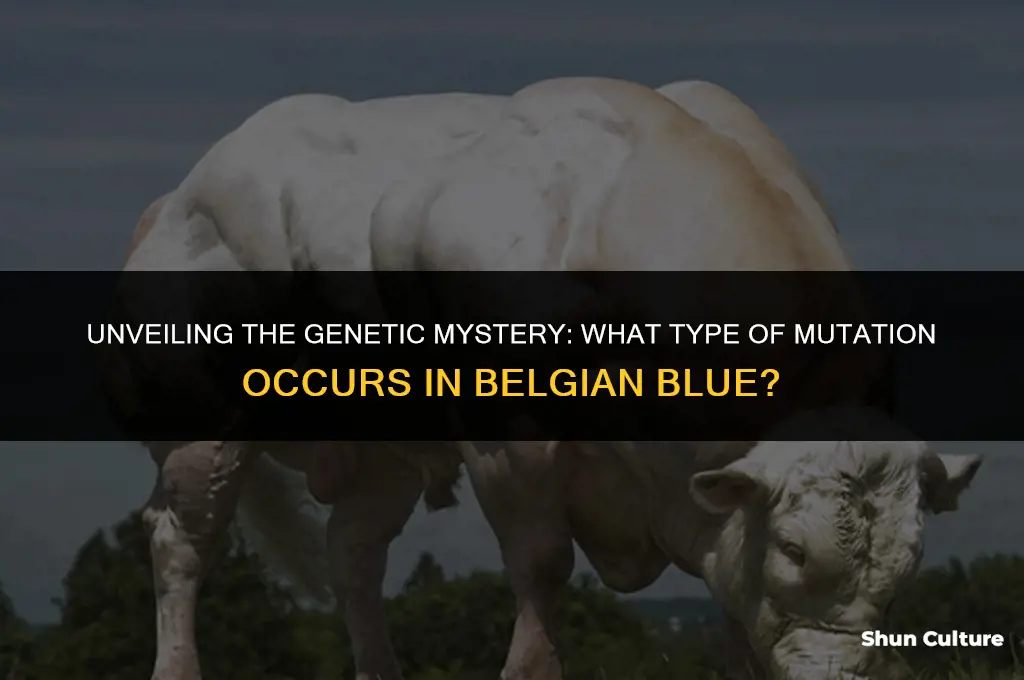what type of mutation occurs in belgium blue