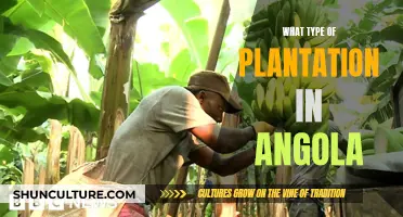 Exploring Angola's Diverse Plantations: A Comprehensive Guide