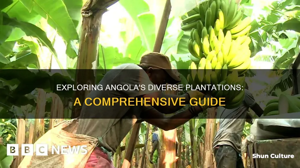 what type of plantation in angola