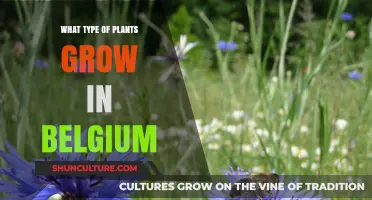 Exploring Belgium's Diverse Flora: A Guide to Native and Thriving Plants