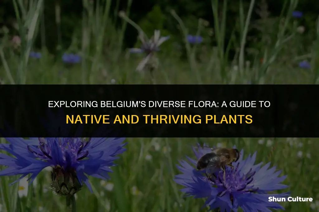 what type of plants grow in belgium