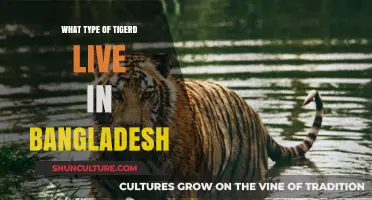 Exploring the Majestic Bengal Tigers of Bangladesh: Habitat and Lifestyle