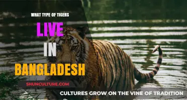 Exploring the Majestic Bengal Tigers of Bangladesh: Habitat and Lifestyle