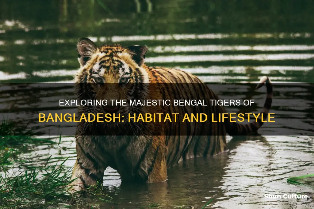 what type of tigers live in bangladesh