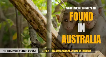 Exploring Australia's Unique Monkey Species: A Comprehensive Guide