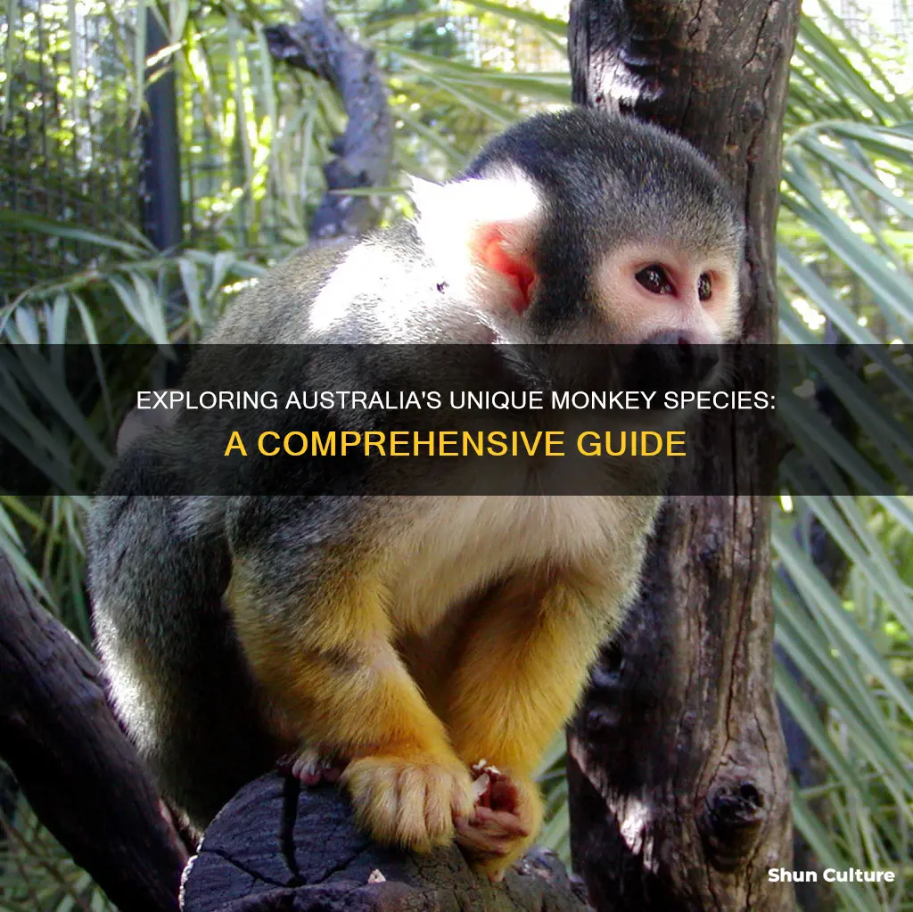 what types of monkeys are found in australia