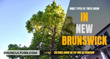 Trees of New Brunswick
