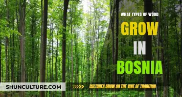 Exploring Bosnia's Diverse Forests: Types of Wood That Thrive There