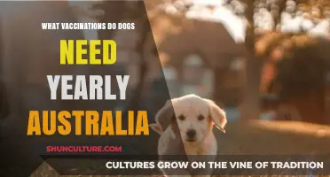 Essential Yearly Dog Vaccinations in Australia: Protect Your Pet's Health