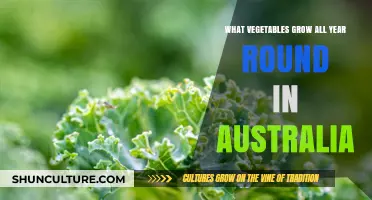 Year-Round Veggie Harvest: Australia's Evergreen Garden Essentials Guide
