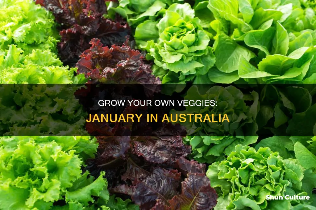 what vegetables to grow in january in australia