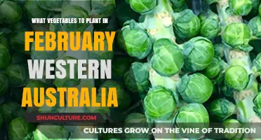 Best Vegetables to Plant in February in Western Australia