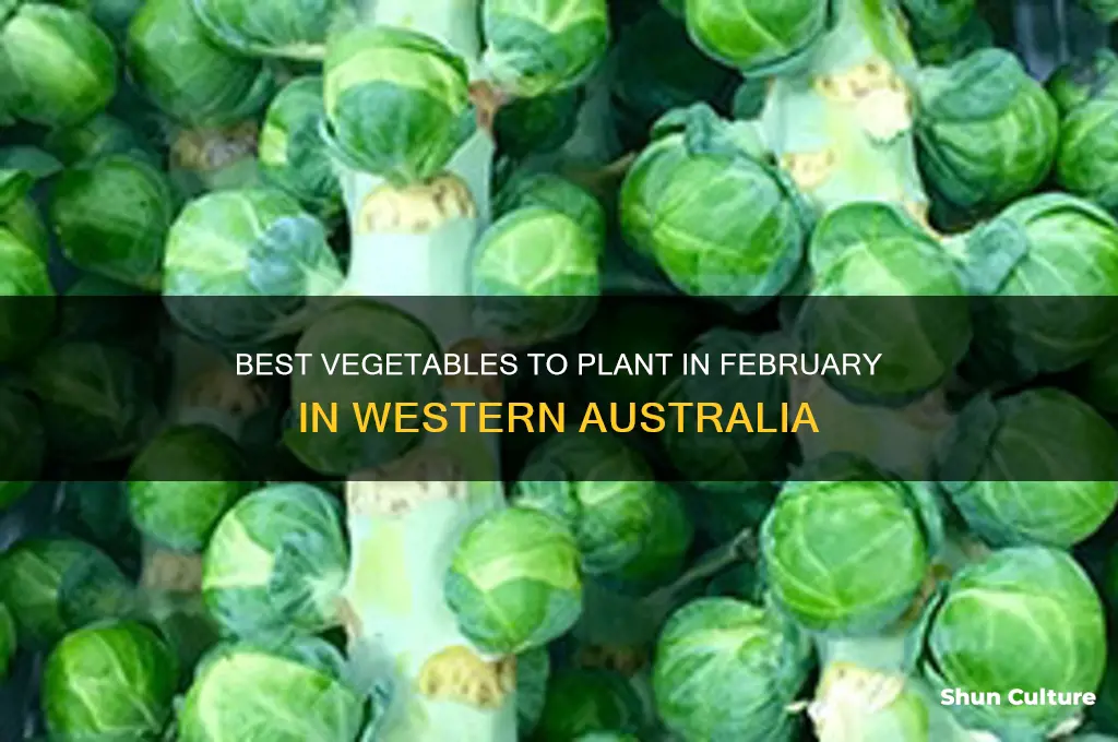 what vegetables to plant in February western australia