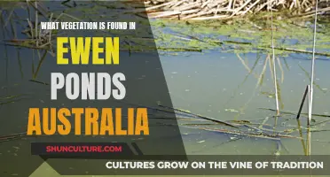 Exploring Australia's Ewen Ponds: Unique Vegetation and More